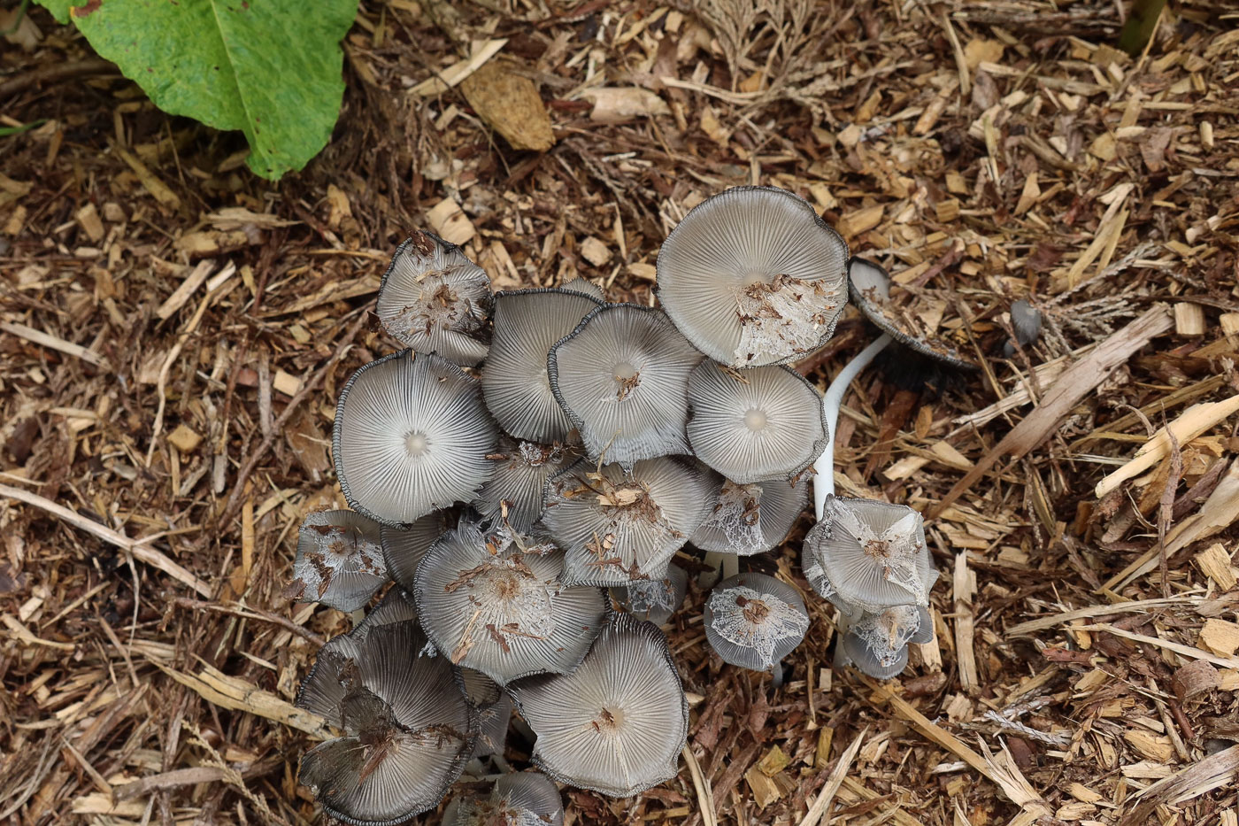 Photo by Claire Williams Coprinopsis lagopus by Claire Williams